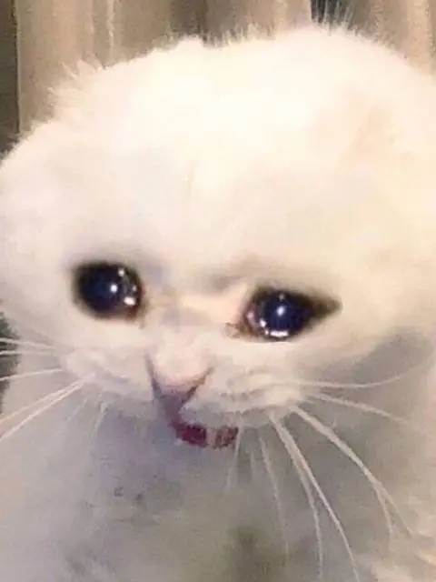 Pepe_the_frog의 덩득 유치원