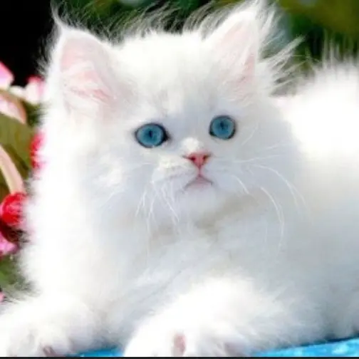 d_b의 집착 고양이