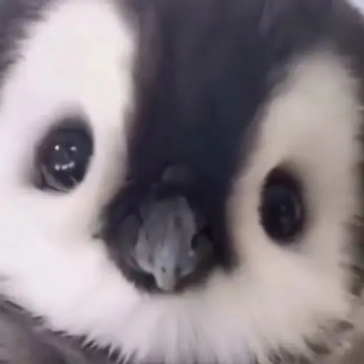 CherryRake0390의 으뜸이의 소개팅