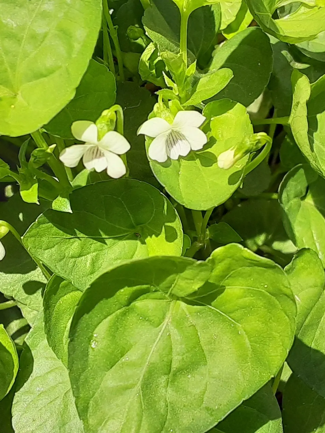 BronzeWood0976의 풋풋로맨스~초6의 사랑..