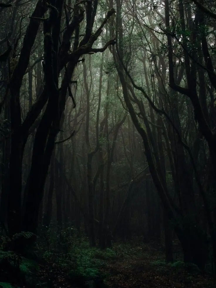 Oooooooooooooooooooooo1의 호랑이 한 마리