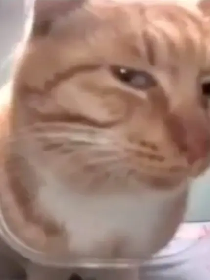 CloudyBarn5649의 捨て猫として生き残れ