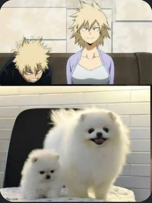 Ava_Luna_Rose666의 Mha got turned into canines