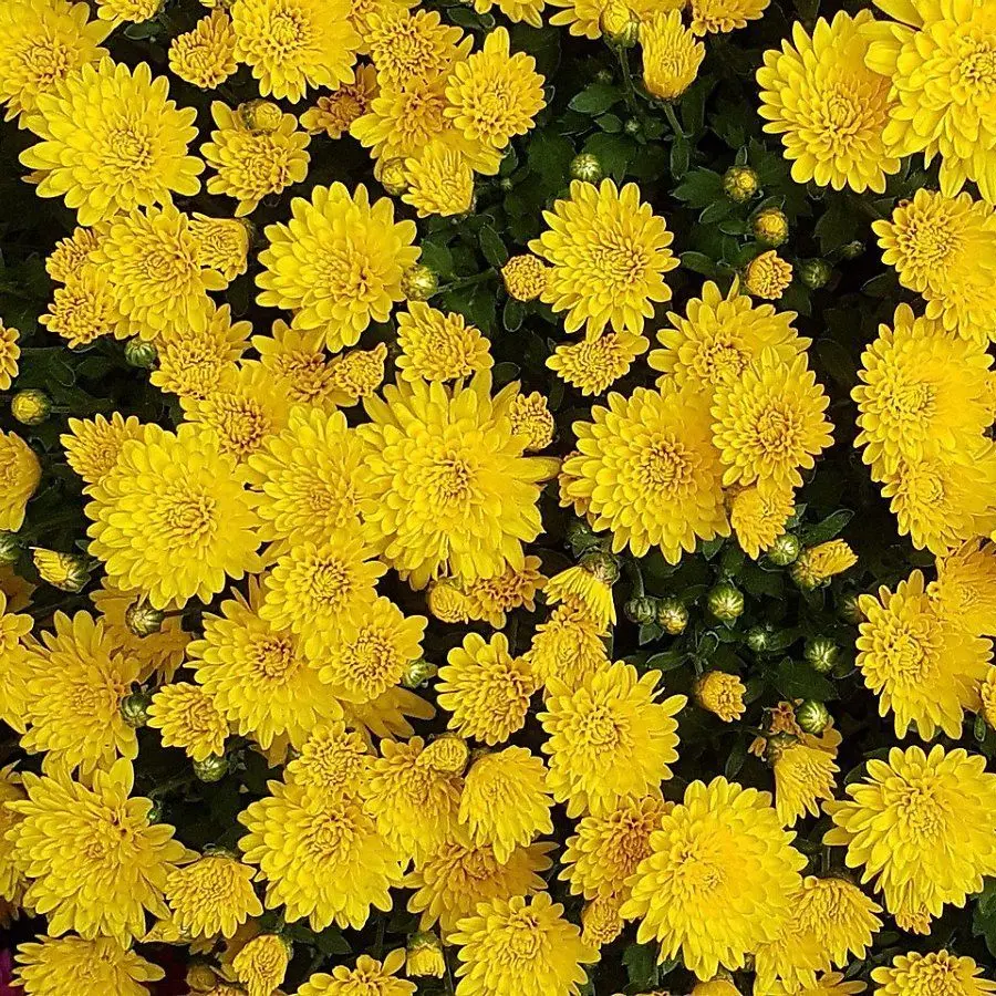 MMangkong의 난 너가 정말 싫어