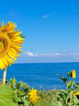 betabetabeta의 夏の