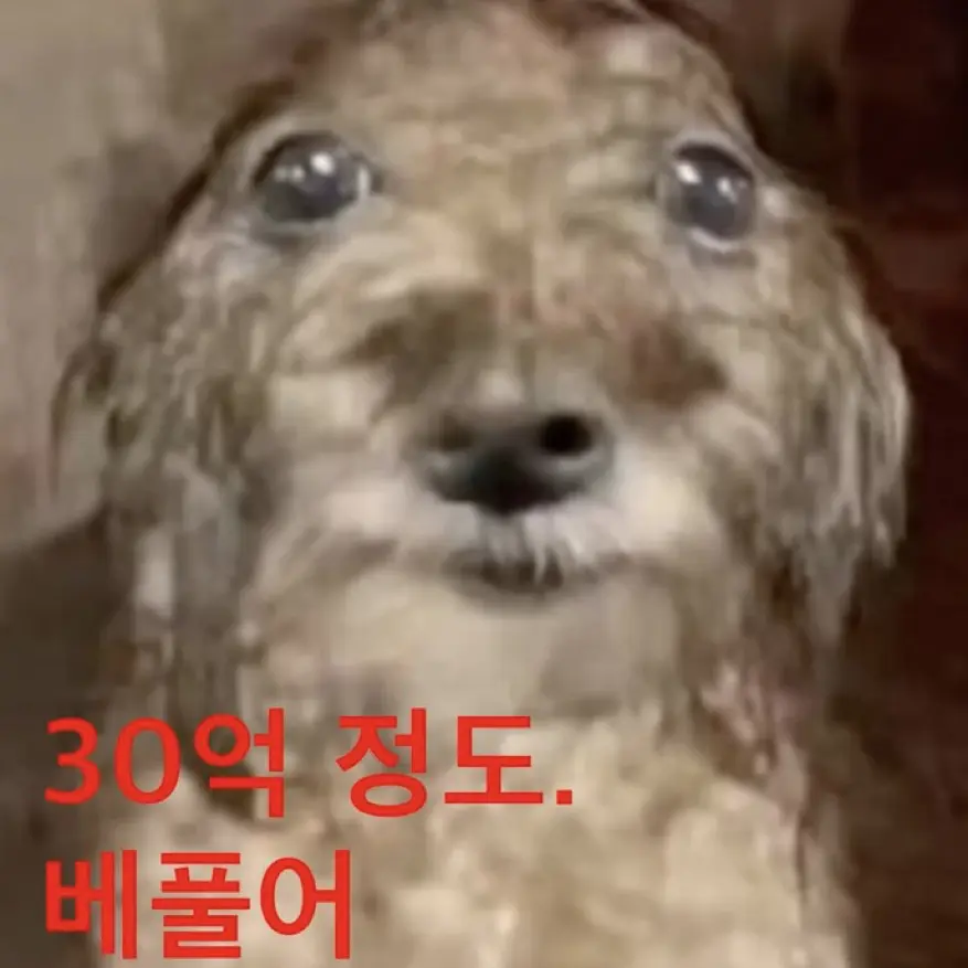 Gegarlmonkey의 꿻쮉쀐쏽뛝이