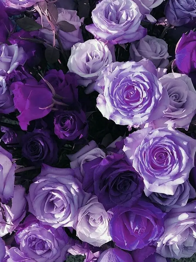 Ra._.yu의 同業者