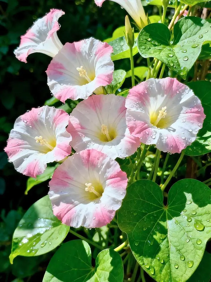 Welcome_to_paradise의 자기야 오고있어?