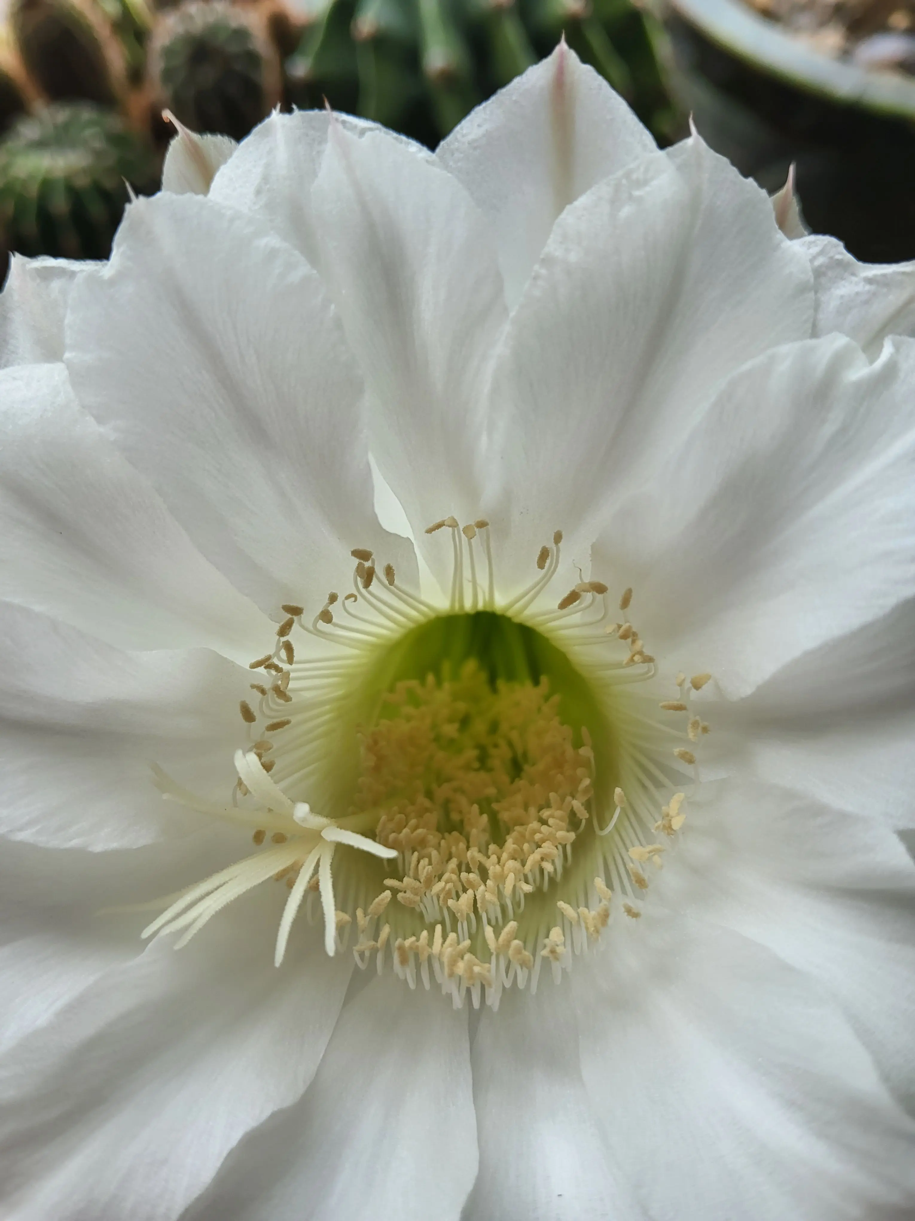 PettyYawn1310의 갑자기 유저님들 생일에 벌어진 일