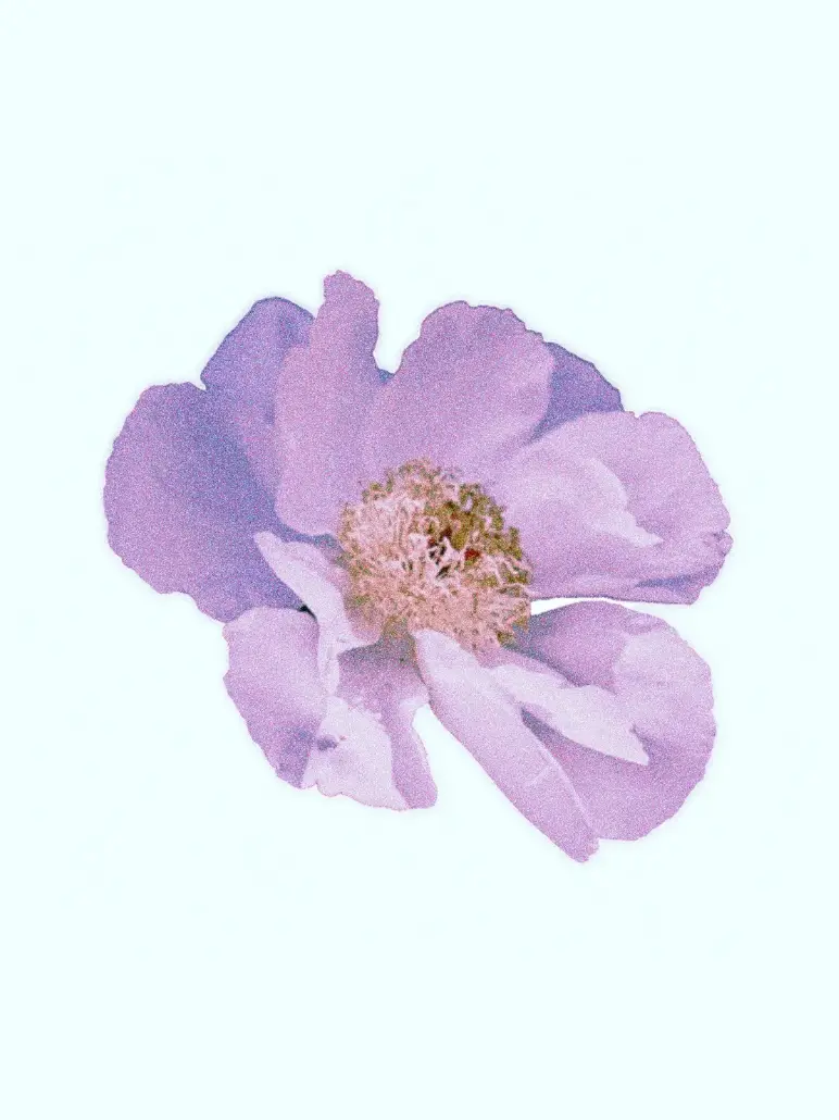 A38_to_65T의 한노아