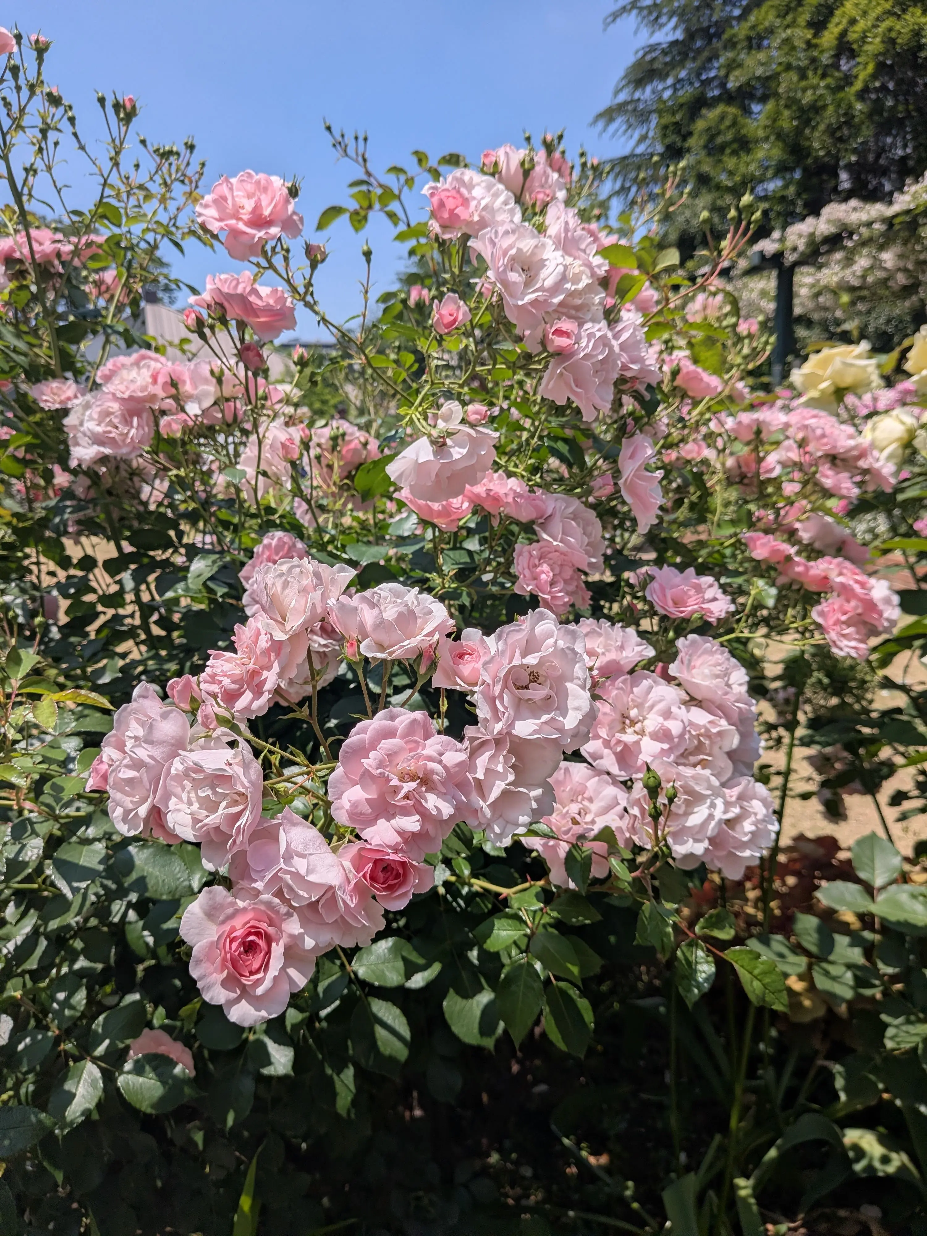 Lay61Iloveyou의 ちょちょちょっ、！廊下を走るなーっ！