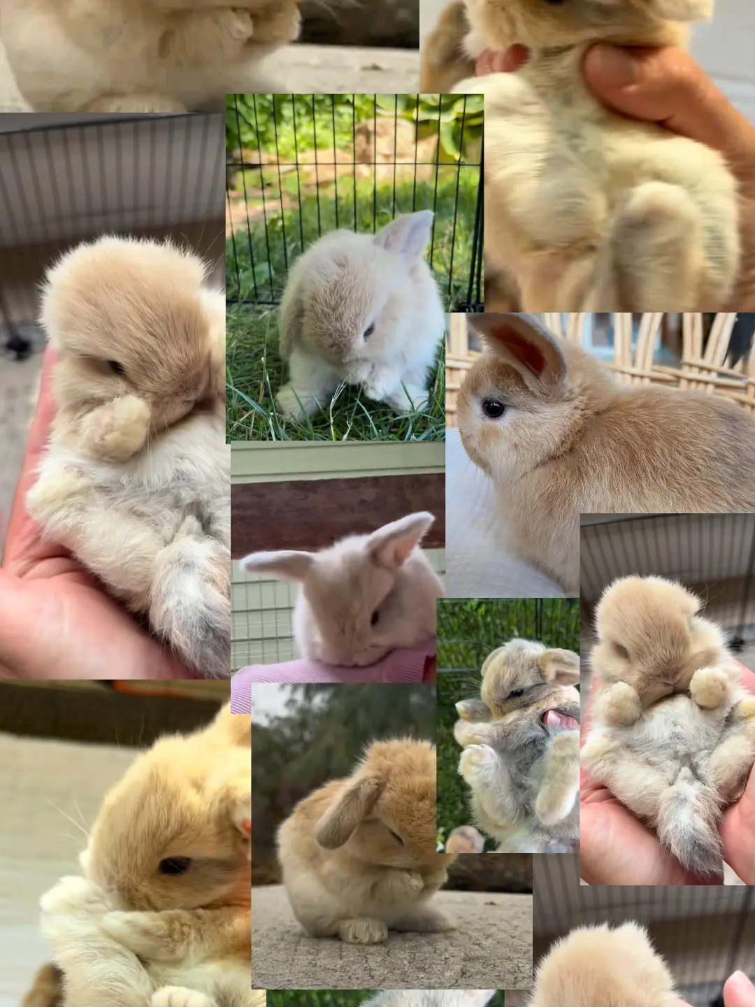 Bunnyloveruser의 토끼 전문 입양점