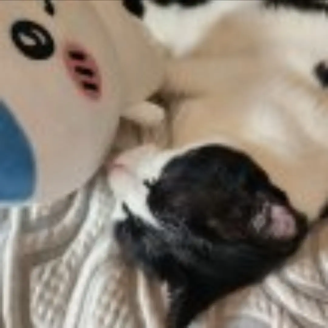 Jobduck_sotonbang의 집 가고싶다와 맞따이