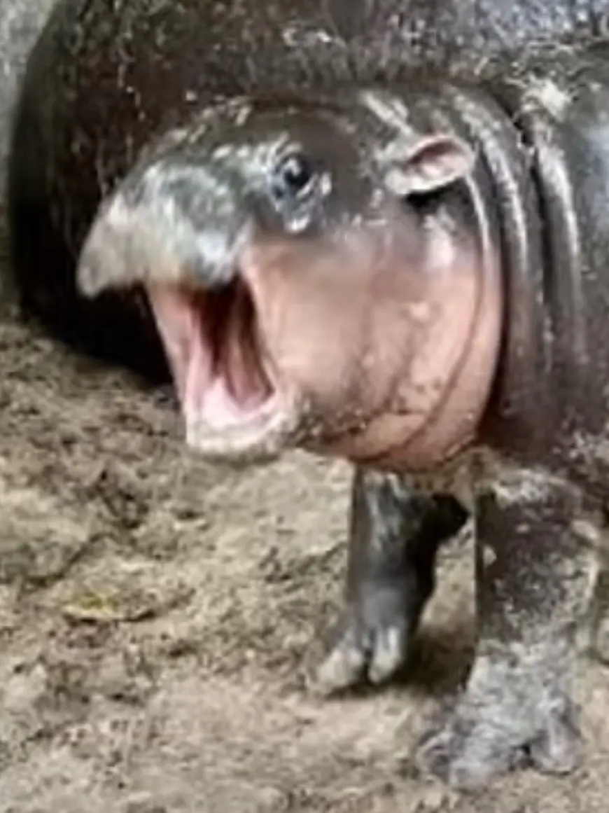 Ava262897의 Hawkins Winter Crisis