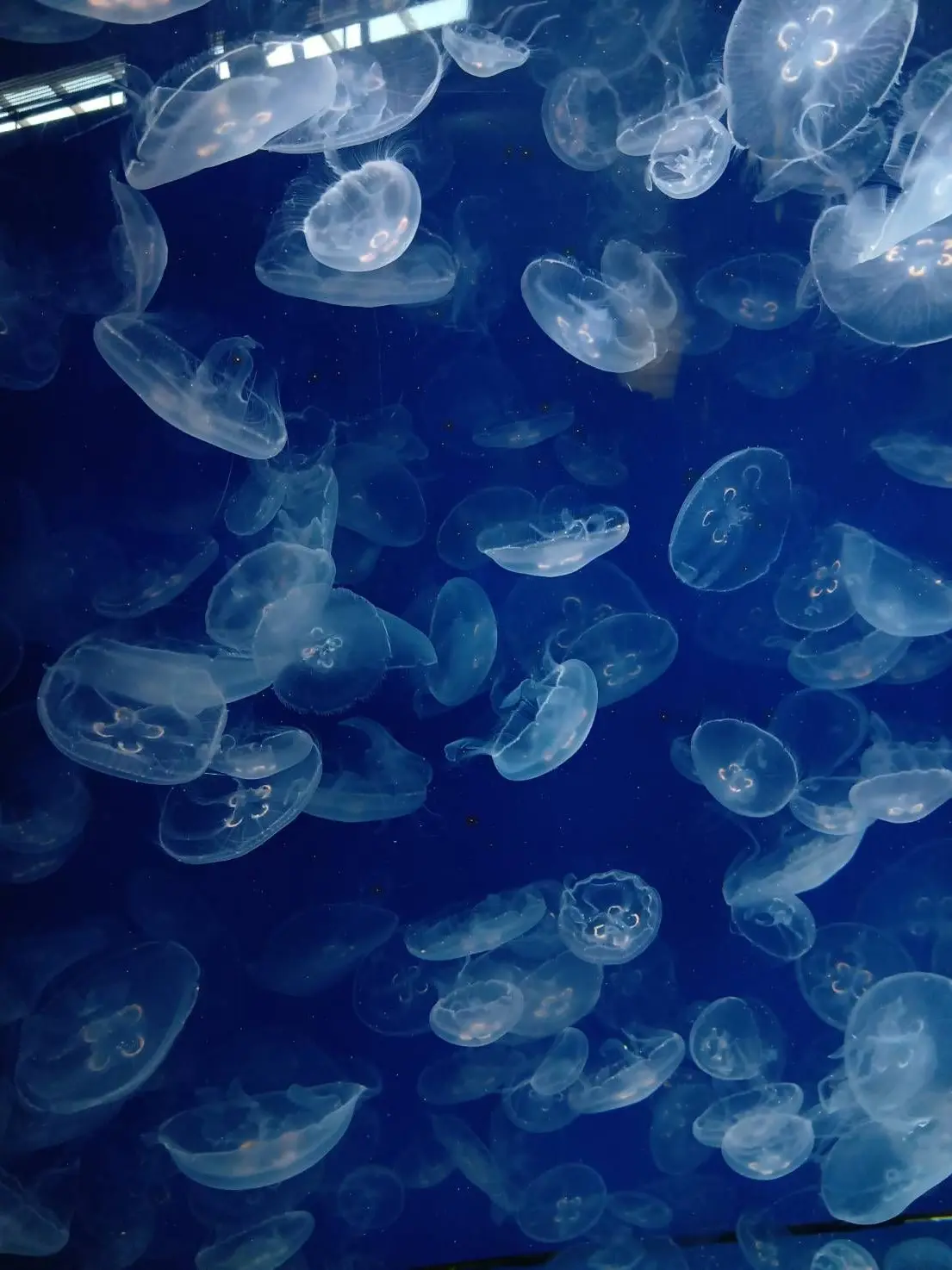 utahimenoouta의 水族館