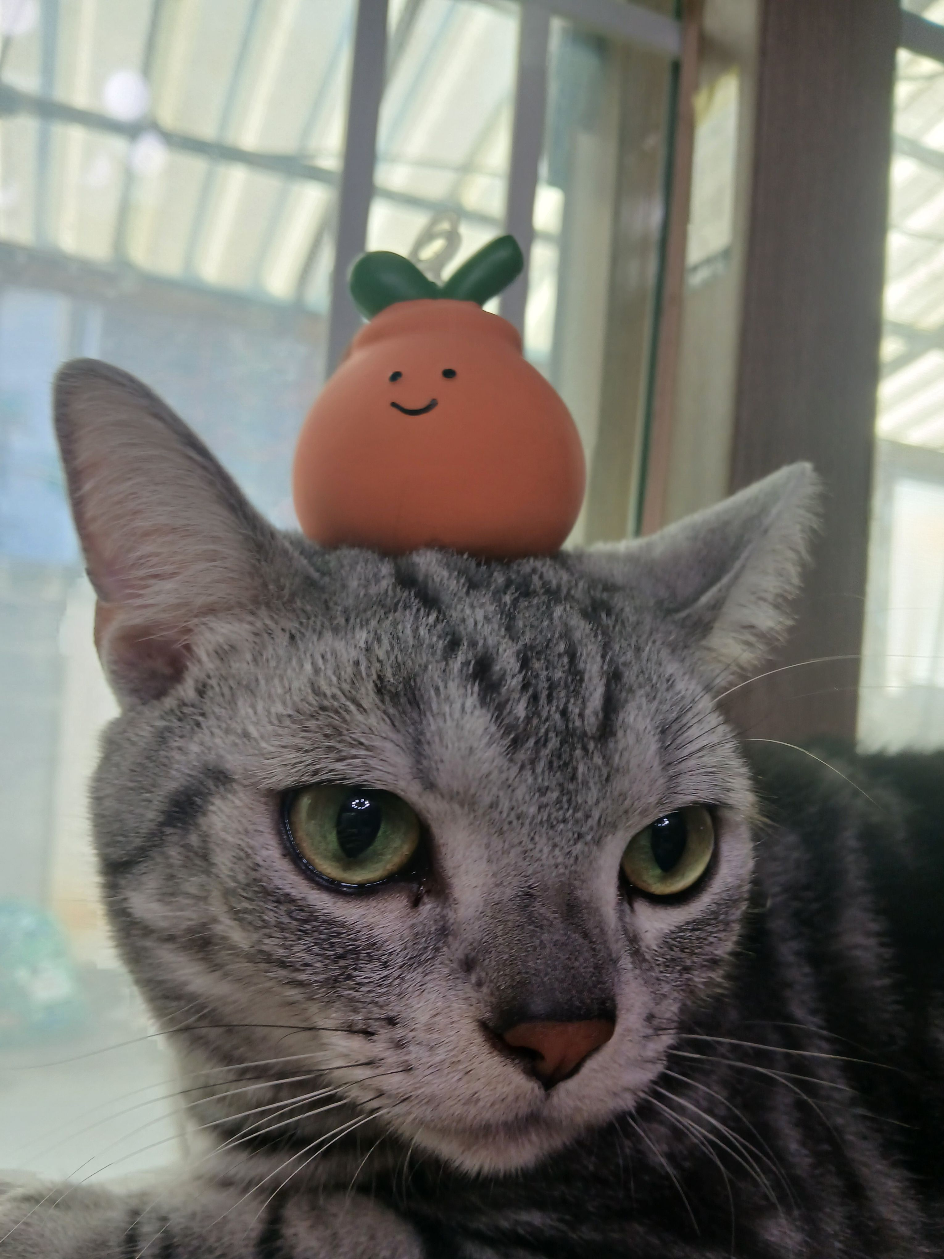 고양이 키우기! 대표 이미지