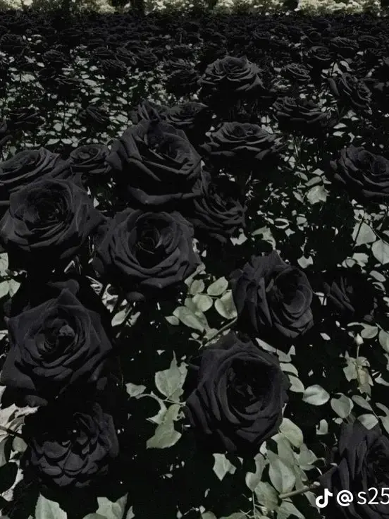 YTBJ1116의 오.. 나의 불쌍한 친우여.