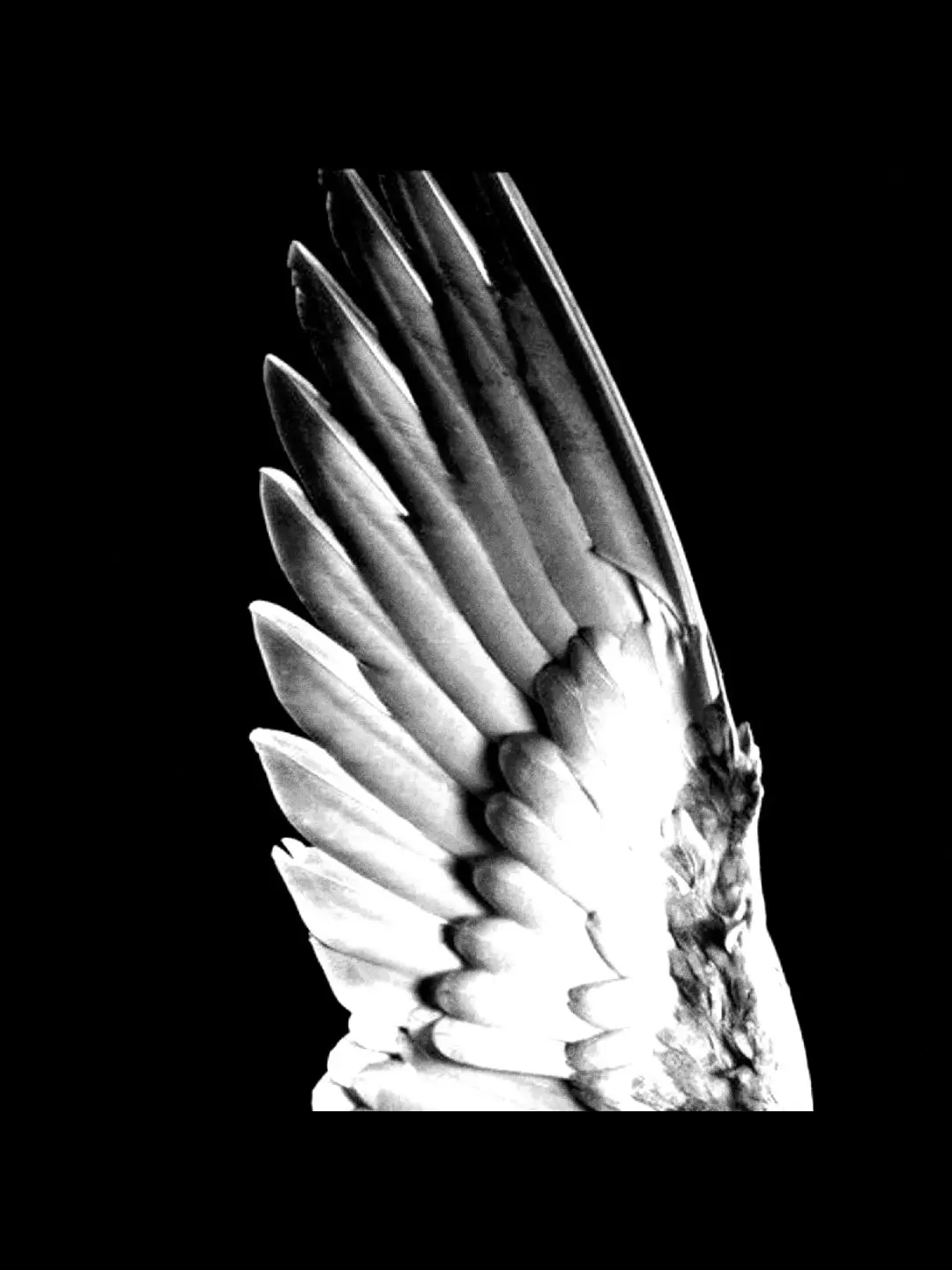 zero.4의 ່