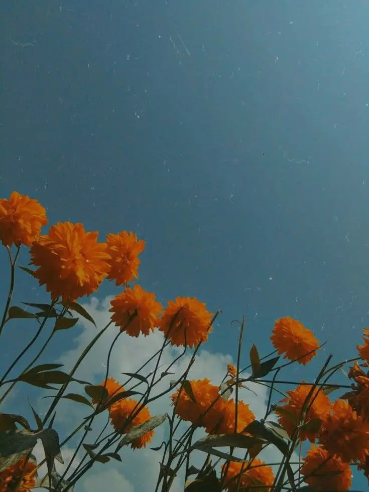 dpxnp의 다시 만난 내 애착인형