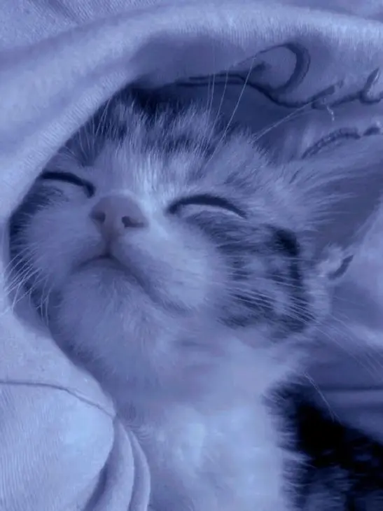 WryFace6510의 関東卍會に監禁されちゃうお話