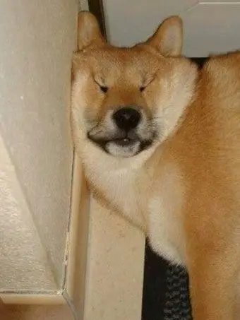 OralPatch492의 미수반 (+ 여우)