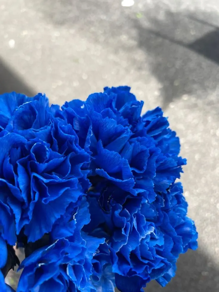 eVx1995615의 思春期×田中樹