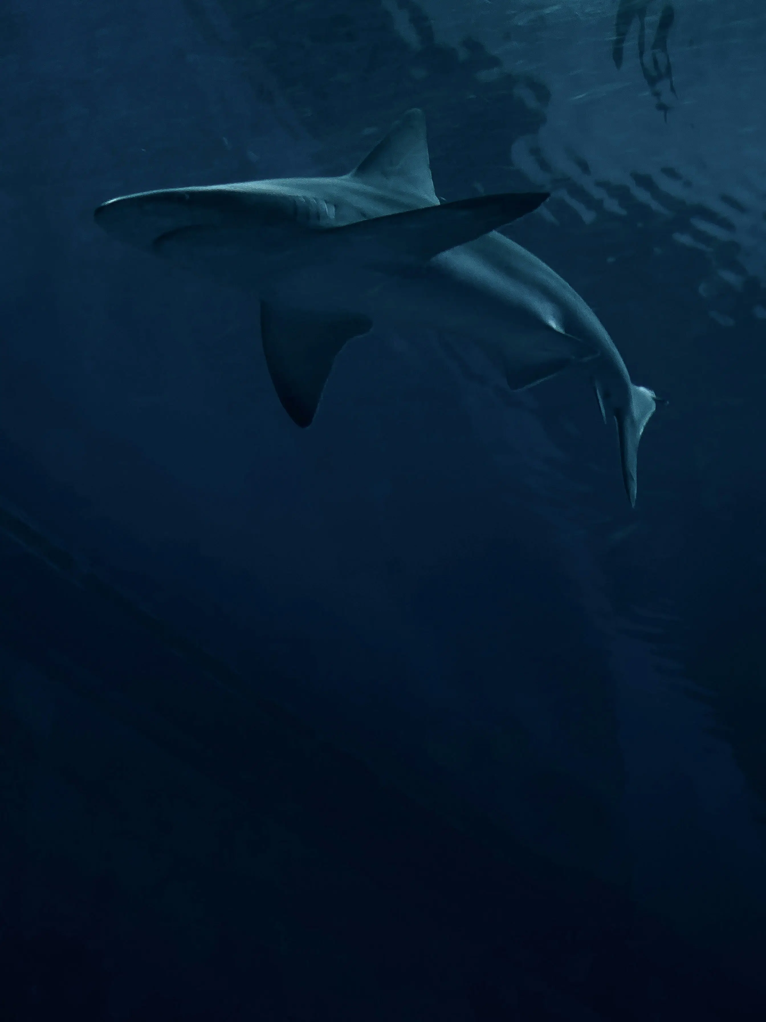 SwiftHusky4455의 🪖（自分用）