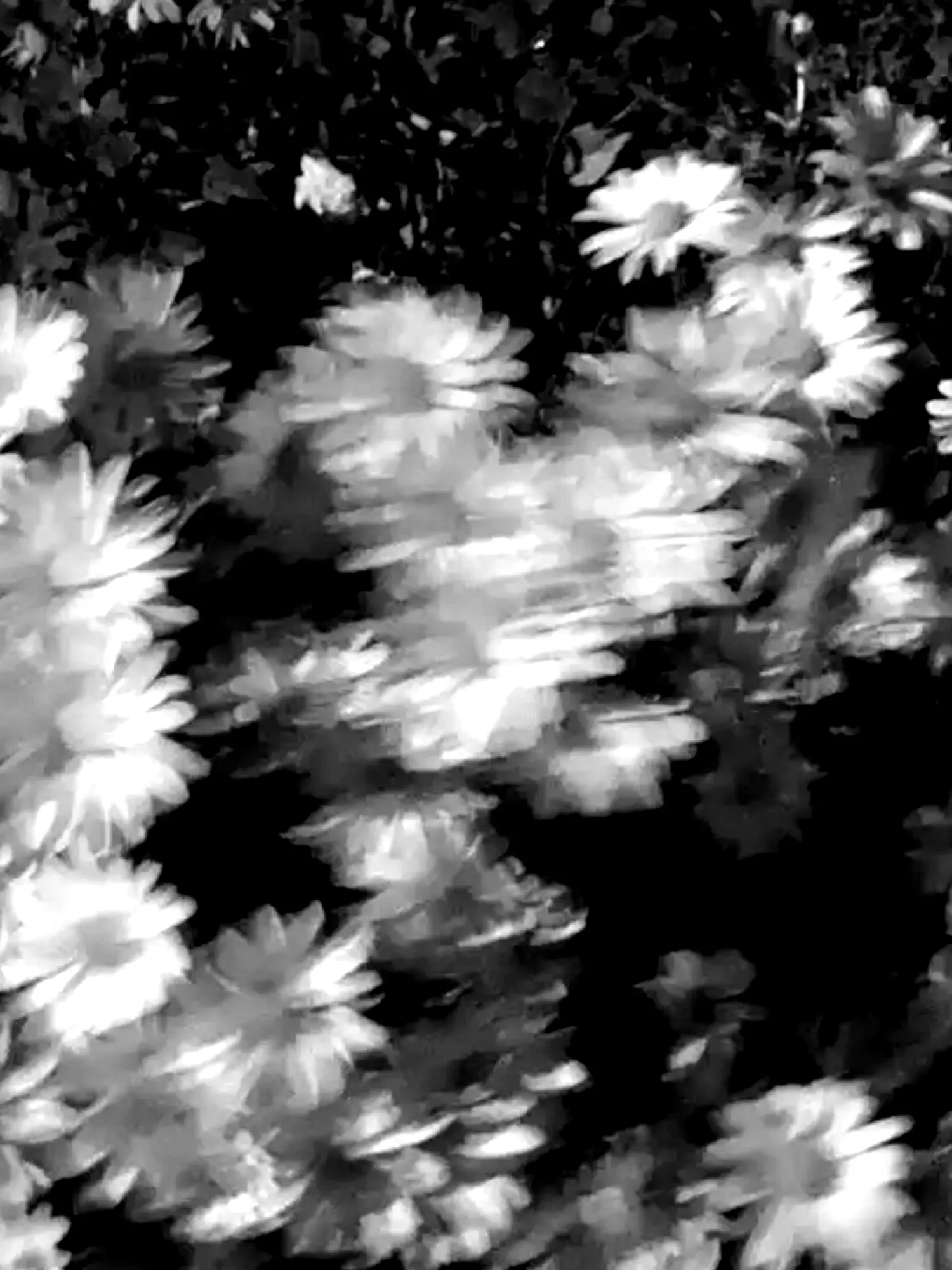 Halcyon.의 花占い