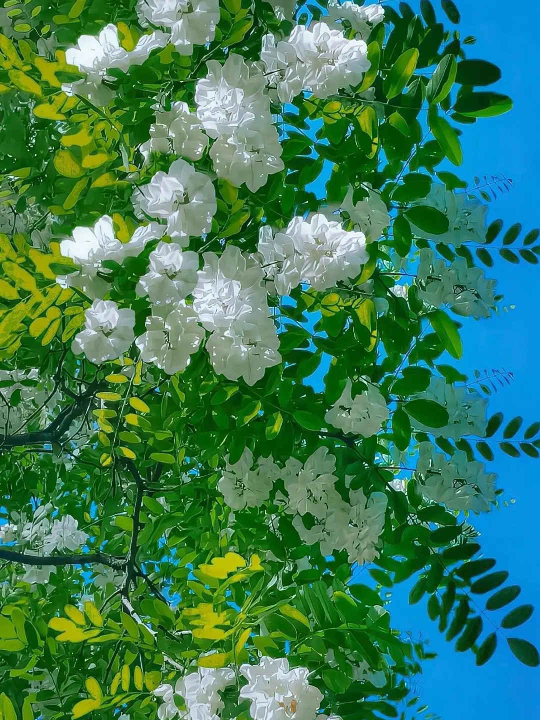 Halcyon.의 花占い