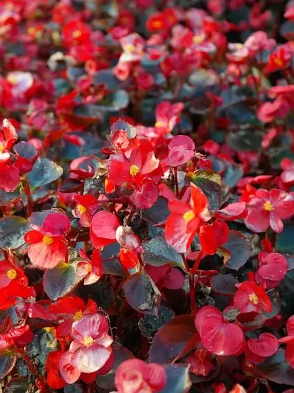 Kemuri_777_의 先輩こっち向いて!!