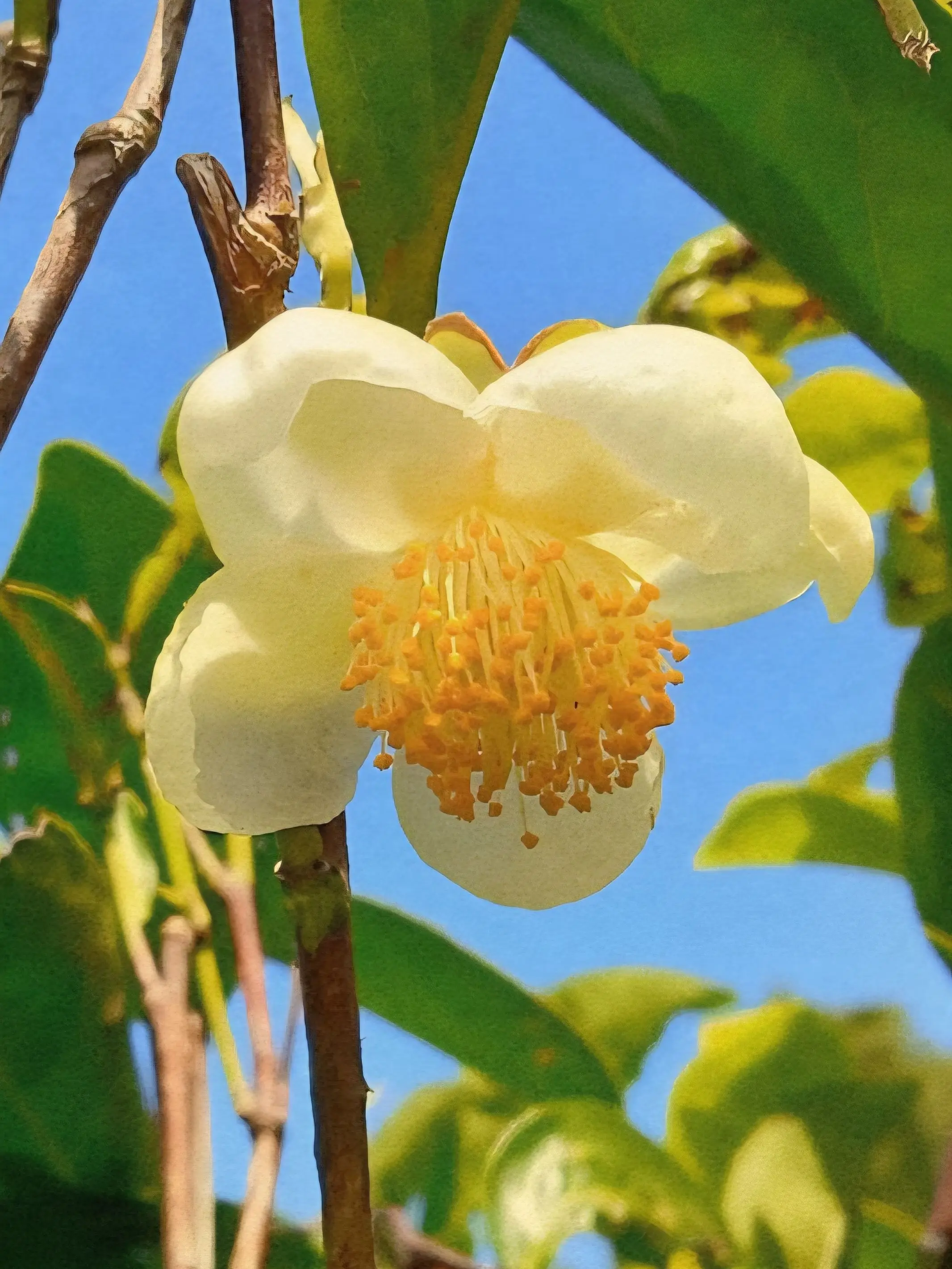 jk7의 🪶 너의 향기에 홀린 동백꽃