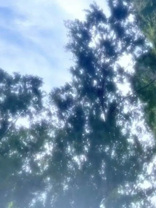 Sq1aol의 mmmr 「　あ る 日　森 の 中　」