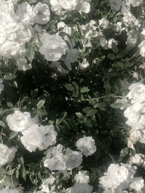 浪漫 대표 이미지