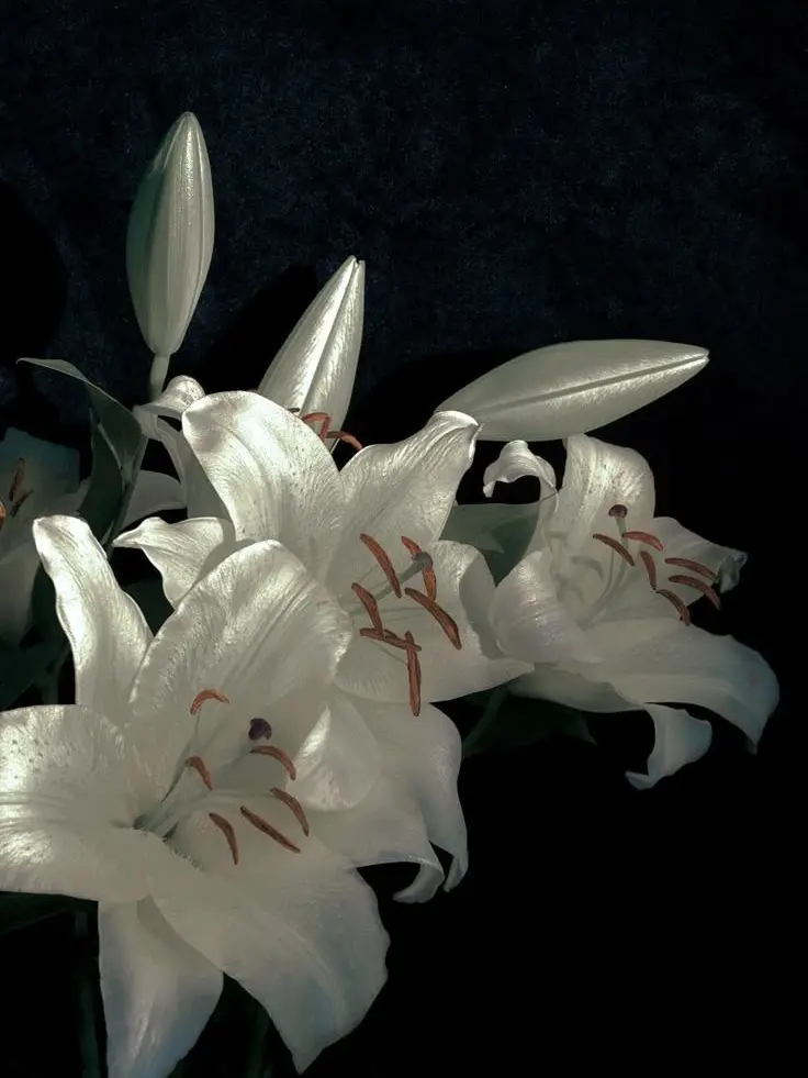 L2_j1n1c의 陸成志