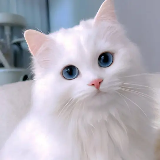 405.99_의 愛猫