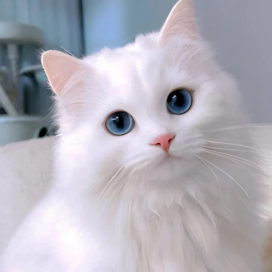 愛猫