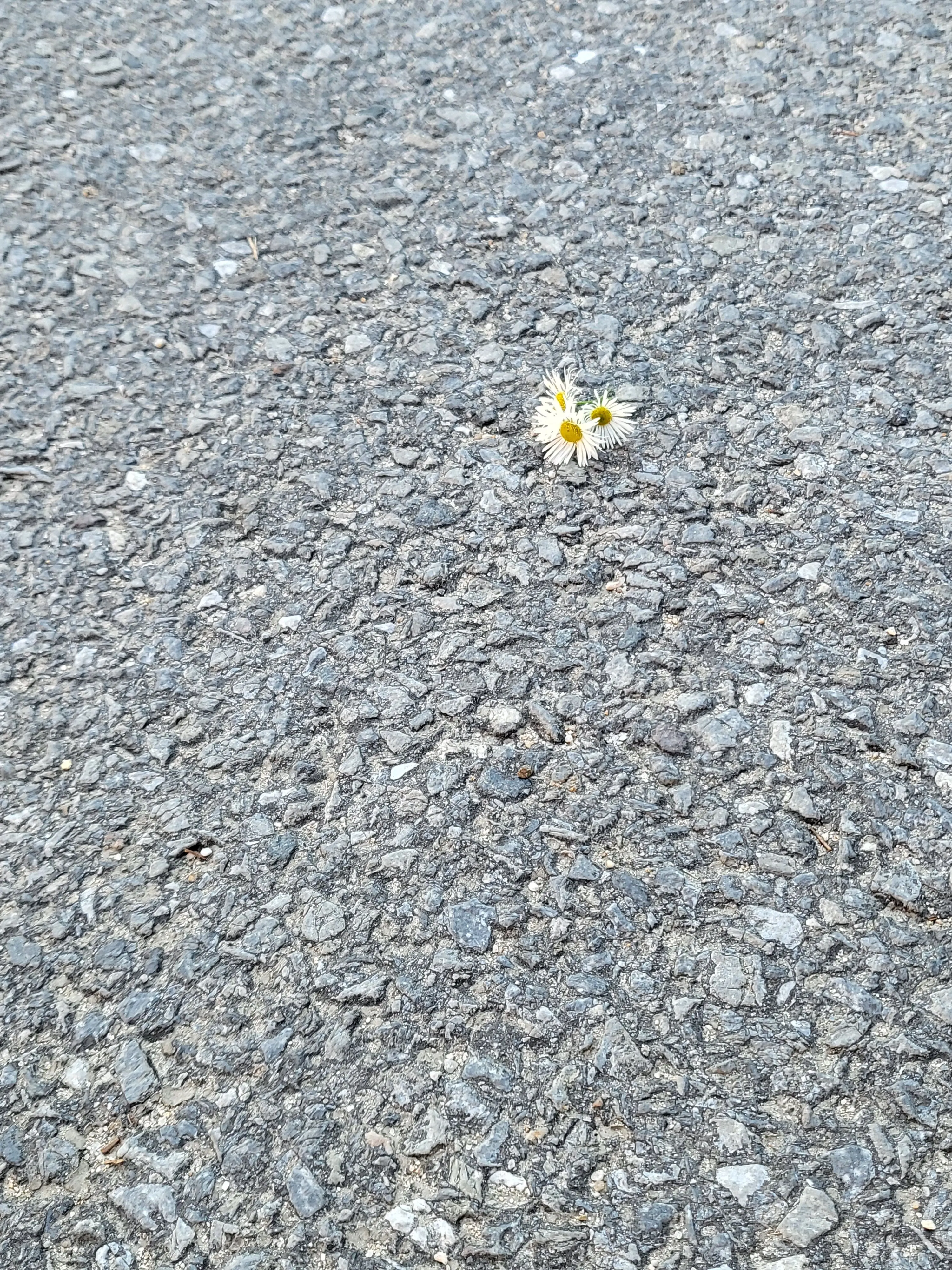 Sae2013729의 [시스템] 다섯명의 오메가를 찾으세요