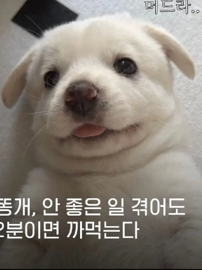 Daengbo_Cheongmyeong의 '이게 주워서키우니깐 수인이더라고요'