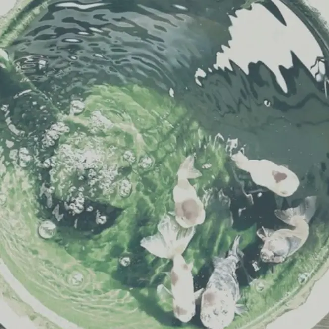 StarkPlant2951의 사랑의 바다