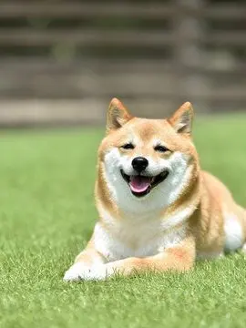 LavishSwab7407의 《極限設定!!》近所の犬を堕とせ！