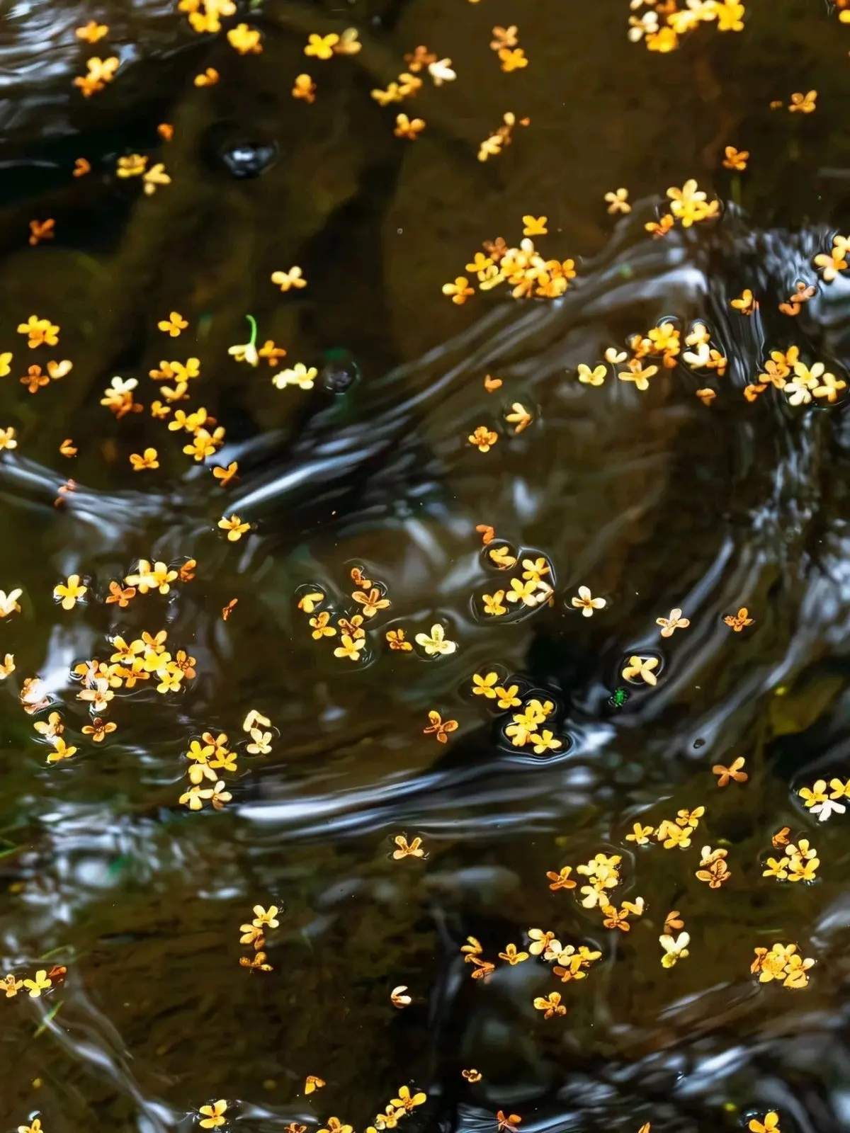 amachan의 優しさ中毒