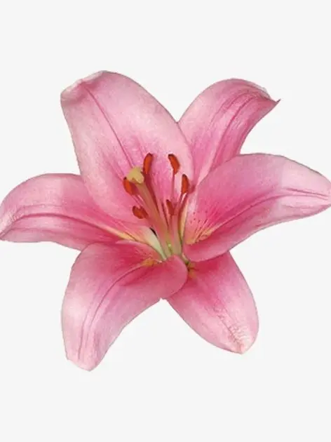 LongBison3926의 우린 아무 사이도 아니잖아. 그치?