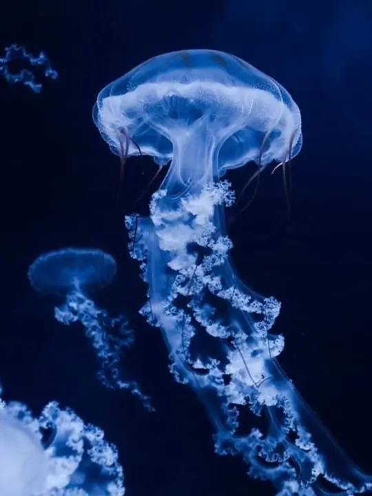 kim_Yan_sae의 宮侑