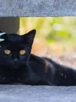 CaringMelon7772의 野良猫