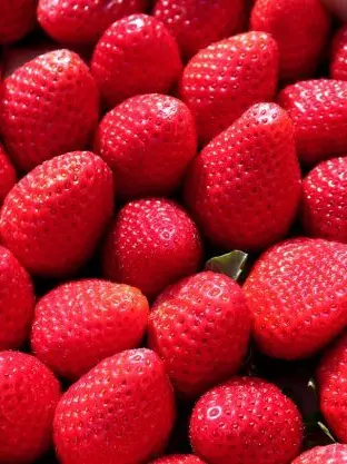 JoJo_lovelove의 연구소 AU