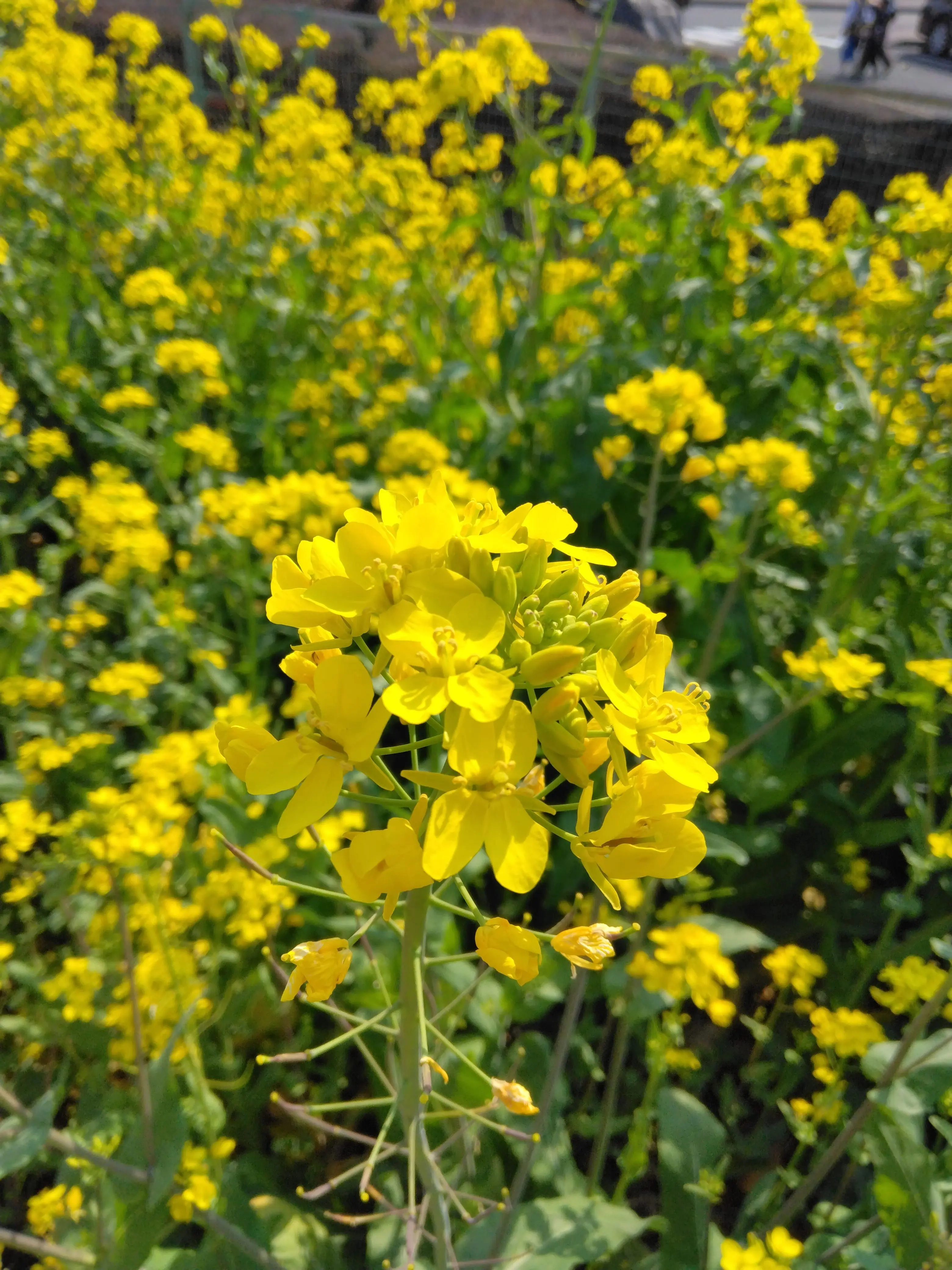 DenseBatch7484의 幼児化しちゃった目黒くん