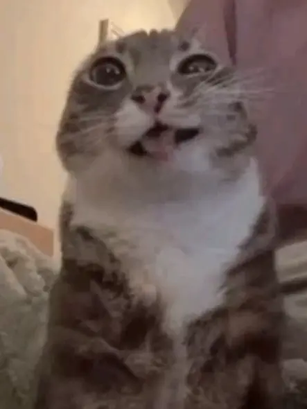 Cat-1972의 핑크미니와 친해지기!