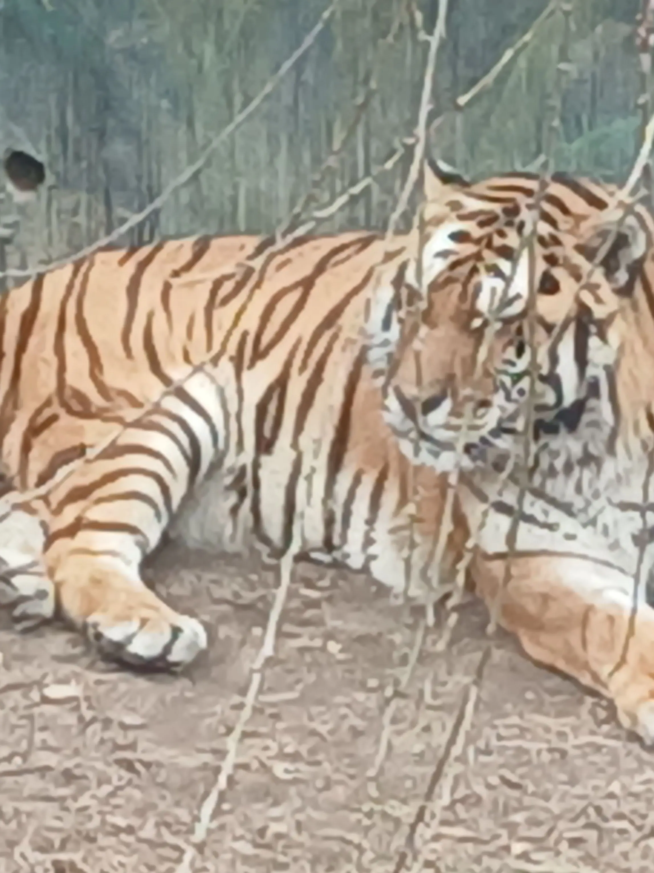 CleanGlue7155의 고고프렌즈 귀칼.+여우 늑대