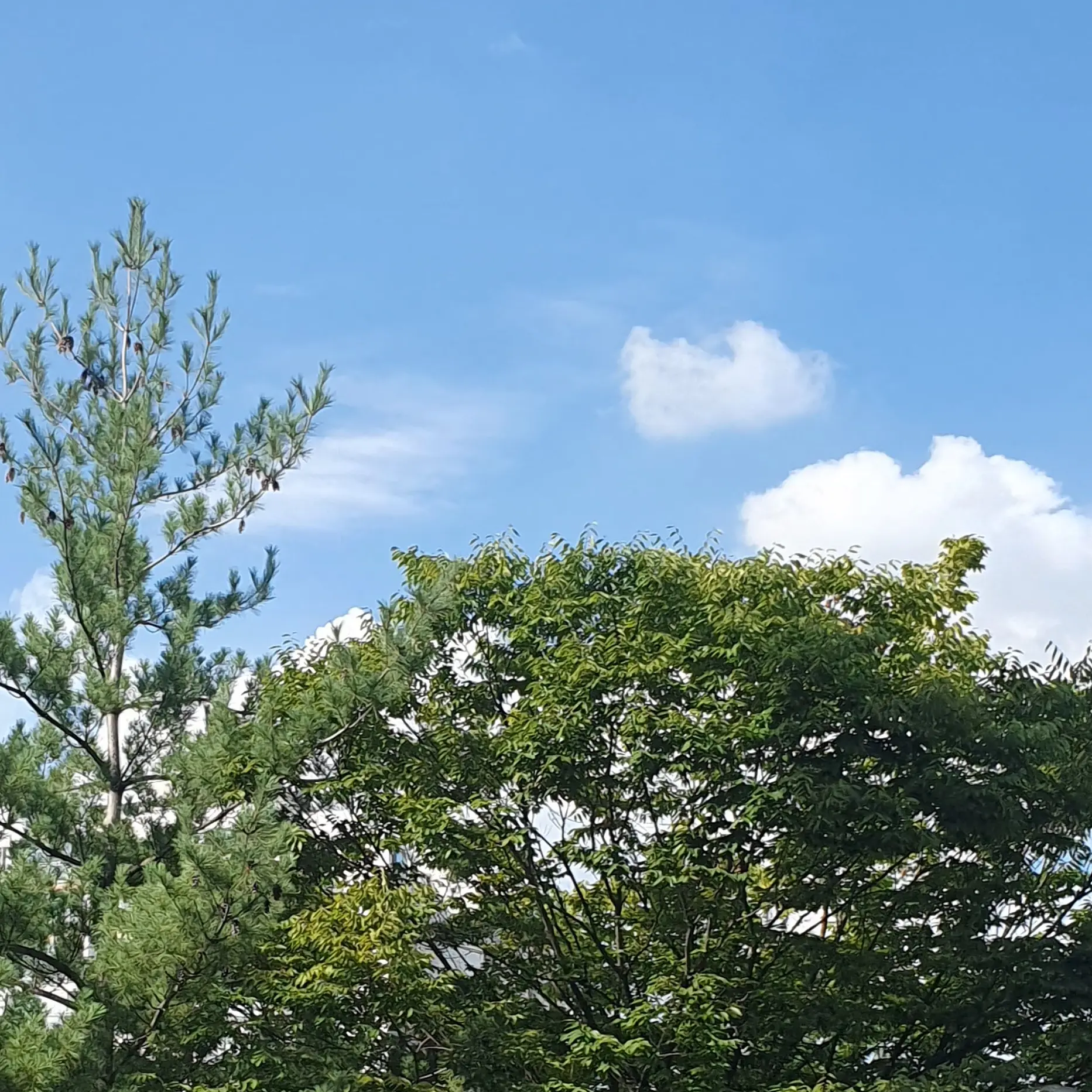 ModernModel4361의 서열 세계(유튜버+버튜버)