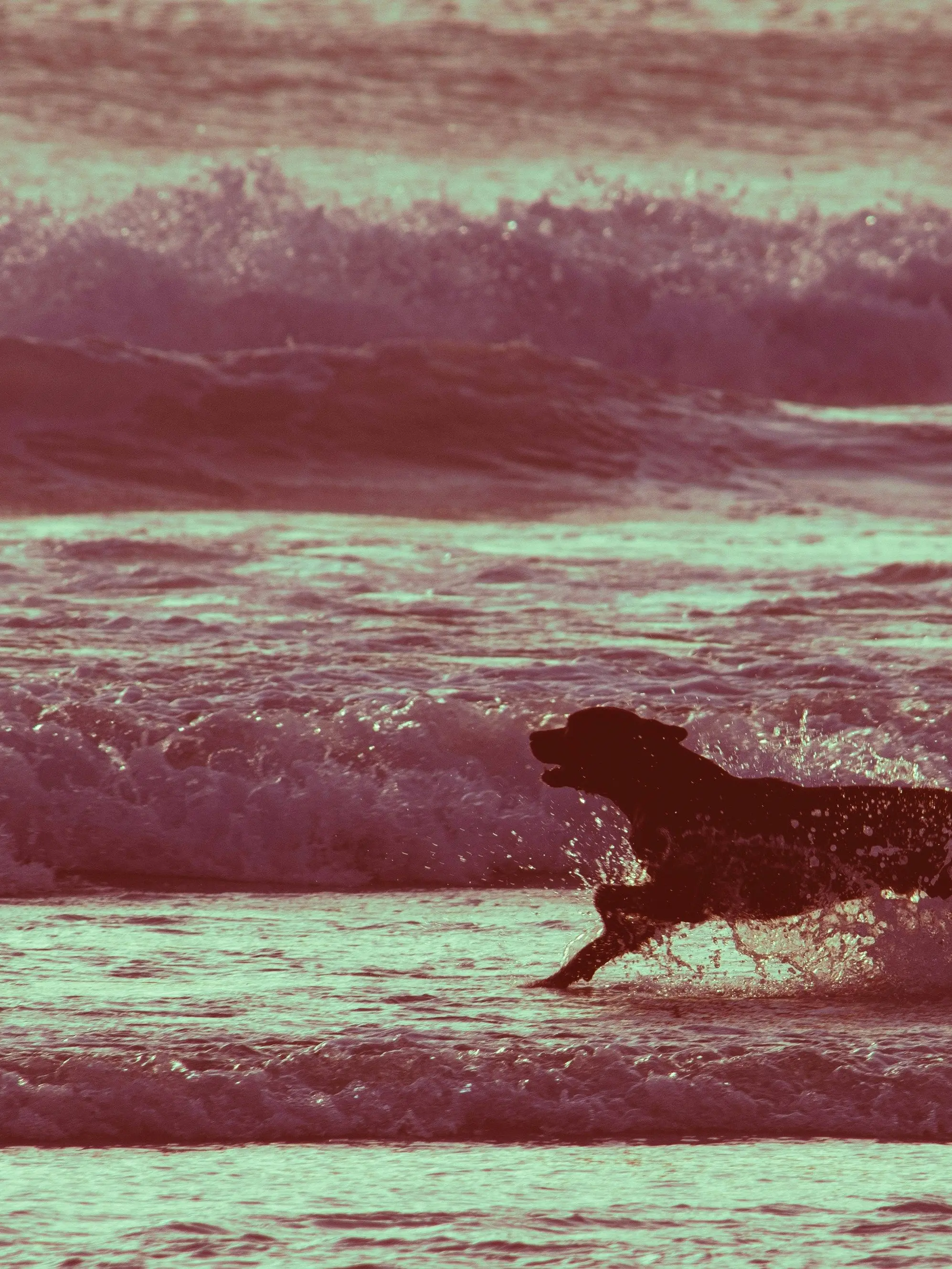 StockyKagu6844의 레오